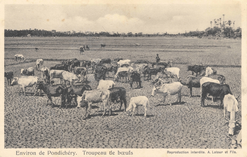 12-21 - Environs de Pondichery - troupeau de boeufs